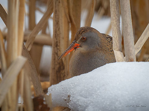 Water rail - Rallus aquaticus Very secretive and shy bird. It is almost not shown outside the reeds and lake vegetation. At the slightest movement around, it immediately hides back. I was ambushed for about 3 hours in cold and nasty weather, until it appeared for a few seconds. I could barely make a few shots. I am happy, its a new species for me and a second one for 2021. Bulgaria,Geotagged,Rallus aquaticus,Spring,Water Rail