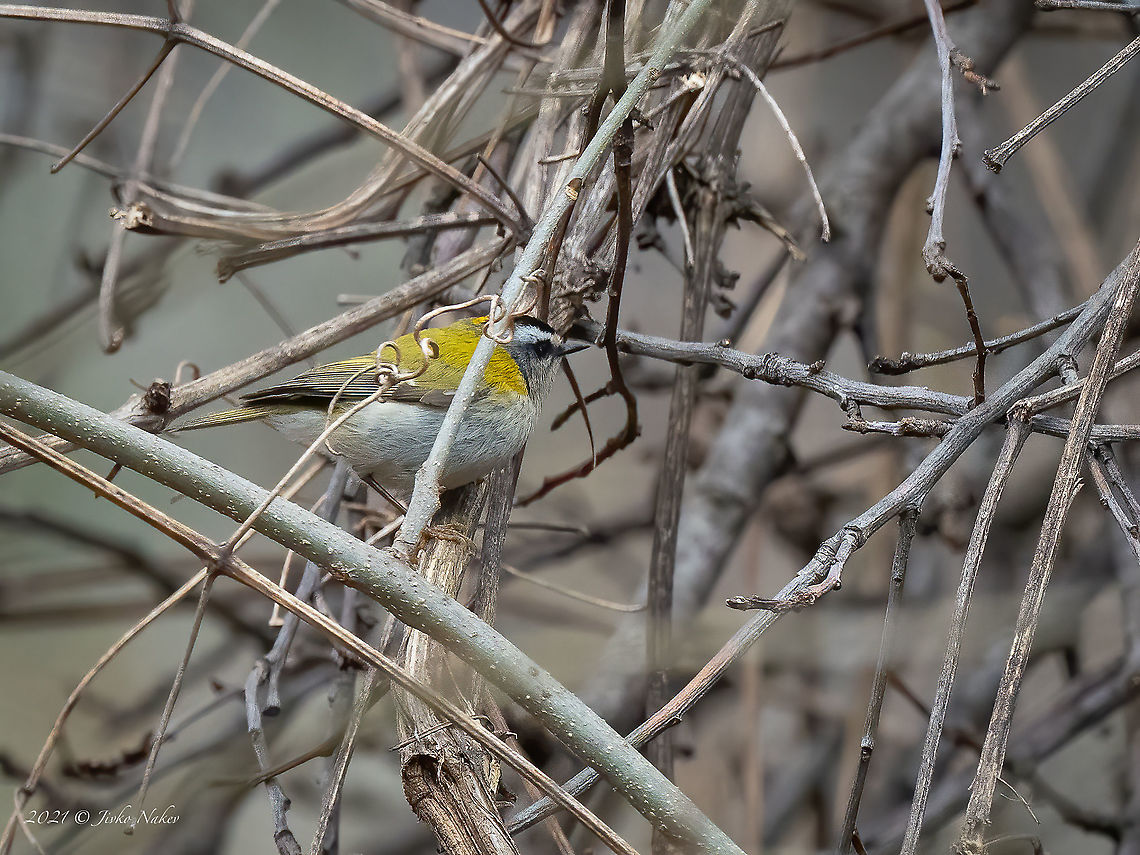 Common firecrest - Regulus ignicapilla This little fellow didn&#039;t want to cooperate at all. Somehow accidentally I caught it in focus in the bush. Quite a big crop. Animal,Animalia,Aves,Bird,Bulgaria,Chordata,Common firecrest,Europe,Geotagged,Passeriformes,Passerine,Regulidae,Regulus ignicapilla,Sofia,South park,Spring,Wildlife