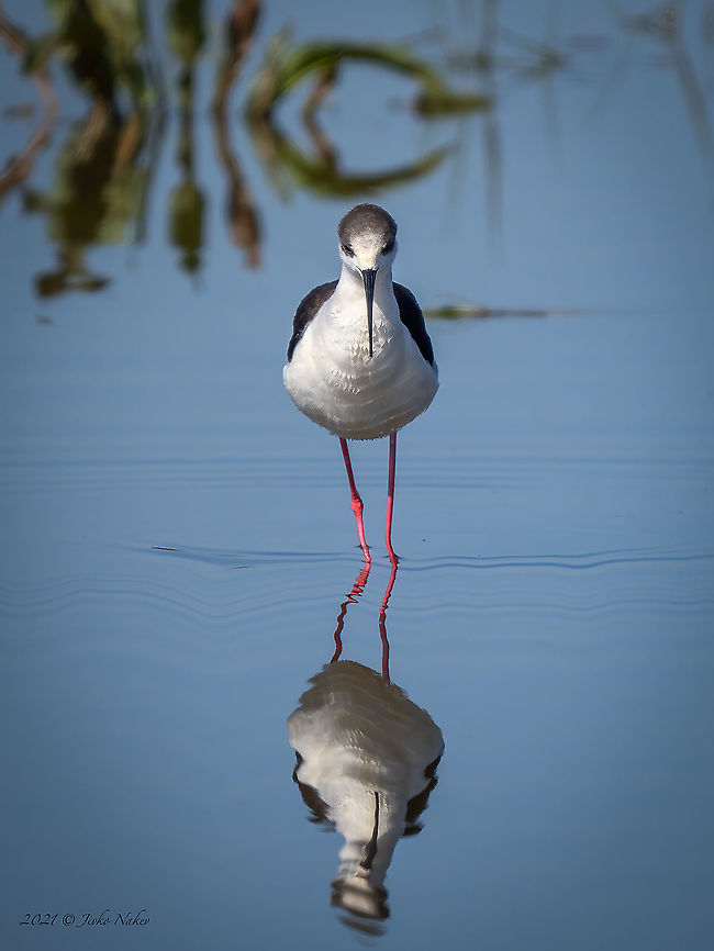 Black-winged stilt - Himantopus himantopus  Animal,Animalia,Aves,Bird,Black-winged stilt,Bulgaria,Charadriiformes,Chordata,Europe,Geotagged,Himantopus himantopus,Mramor,Recurvirostridae,Sofia,Spring