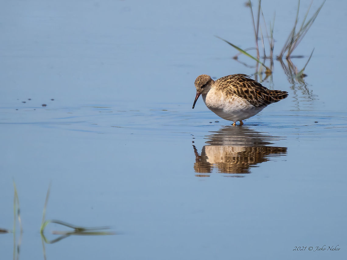 Ruff - Philomachus pugnax  Animal,Animalia,Aves,Bird,Bulgaria,Charadriiformes,Chordata,Geotagged,Philomachus pugnax,Ruff,Scolopacidae,Shorebird,Spring,Wader
