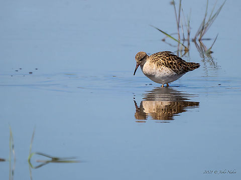 Ruff - Philomachus pugnax  Animal,Animalia,Aves,Bird,Bulgaria,Charadriiformes,Chordata,Geotagged,Philomachus pugnax,Ruff,Scolopacidae,Shorebird,Spring,Wader