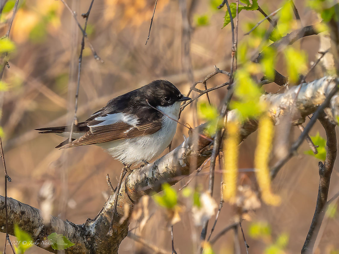 European pied flycatcher - Ficedula hypoleuca 3 species of this family are passing through our territory during migration. Only one is breeding in some parts of Bulgaria. I managed to photograph 2 of them so far. Animal,Animalia,Aves,Bird,Bulgaria,Chordata,European pied flycatcher,Ficedula hypoleuca,Geotagged,Muscicapidae,Outdoors,Passeriformes,Passerine,Perched,Small bird,Spring,Wildlife