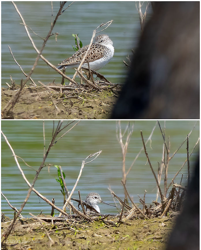 Marsh sandpiper - Tringa stagnatilis Distant photos of this rare migratory bird in Bulgaria. I tried to approach it hiding behind a big tree, but it was very alert and didn't let me close. Animal,Animalia,Aves,Bird,Bulgaria,Charadriiformes,Chordata,Europe,Geotagged,Marsh Sandpiper,Marsh sandpiper,Persina Nature Park,Scolopacidae,Shorebird,Spring,Tringa stagnatilis,Wader,Wildlife