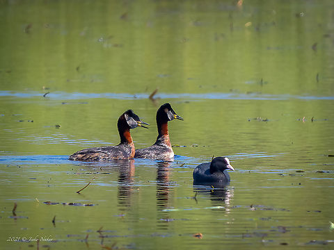 Red-necked grebe - Podiceps grisegena For the last 20-30 years this species almost disappeared from Bulgaria. It used to breed in numerous wetlands and lakes, fishponds. Now it can be found only in a couple of places along the Danube river. 
https://www.jungledragon.com/image/115115/red-necked_grebe_femal_and_her_chick_-_podiceps_grisegena.html
 Animal,Animalia,Aves,Bird,Bulgaria,Chordata,Europe,Geotagged,Migratory bird,Persina Nature Park,Podiceps grisegena,Podicipedidae,Podicipediformes,Red-necked Grebe,Red-necked grebe,Spring,Water bird,Wildlife
