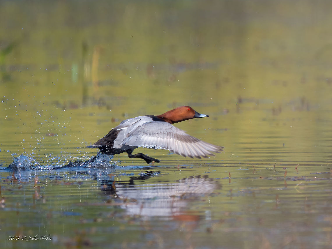 Common pochard - Aythya ferina  Anatidae,Animal,Animalia,Animals in the wild,Anseriformes,Aves,Aythya ferina,Bird,Bulgaria,Chordata,Common Pochard,Common pochard duck,Geotagged,Spring,Water bird,Water reflection,Wildlife