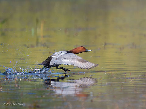 Common pochard - Aythya ferina  Anatidae,Animal,Animalia,Animals in the wild,Anseriformes,Aves,Aythya ferina,Bird,Bulgaria,Chordata,Common Pochard,Common pochard duck,Geotagged,Spring,Water bird,Water reflection,Wildlife
