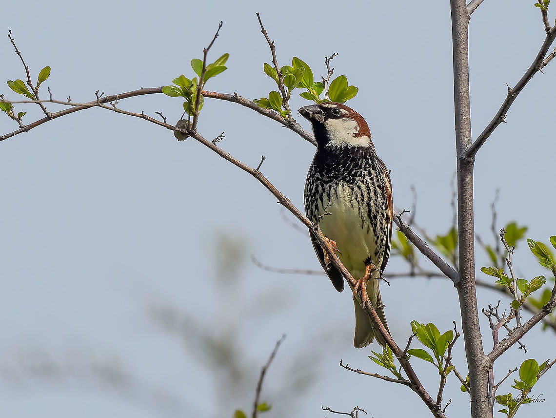 Spanish sparrow male - Passer hispaniolensis <figure class="photo"><a href="https://www.jungledragon.com/image/114113/spanish_sparrow_male_-_passer_hispaniolensis.html" title="Spanish sparrow male - Passer hispaniolensis"><img src="https://s3.amazonaws.com/media.jungledragon.com/images/1332/114113_thumb.jpg?AWSAccessKeyId=05GMT0V3GWVNE7GGM1R2&Expires=1767225610&Signature=1gNRxtCccEsJjkL7%2FiaGq9u8%2FKE%3D" width="200" height="150" alt="Spanish sparrow male - Passer hispaniolensis Spanish sparrows often nest under the nests of large birds - storks or eagles. They build a symbiotic relationship (commensalism) and feel safe there.<br />
https://www.jungledragon.com/image/114107/spanish_sparrow_male_-_passer_hispaniolensis.html<br />
https://www.jungledragon.com/image/114108/spanish_sparrow_-_passer_hispaniolensis.html Animal,Animalia,Animals in the wild,Aves,Bird,Bulgaria,Chordata,Commensialism,Europe,Geotagged,Migratory bird,Passer hispaniolensis,Passeridae,Passeriformes,Passerine,Sakar mountain,Small bird,Spanish sparrow,Spring,Wildlife" /></a></figure><br />
<figure class="photo"><a href="https://www.jungledragon.com/image/114108/spanish_sparrow_-_passer_hispaniolensis.html" title="Spanish sparrow - Passer hispaniolensis"><img src="https://s3.amazonaws.com/media.jungledragon.com/images/1332/114108_thumb.jpg?AWSAccessKeyId=05GMT0V3GWVNE7GGM1R2&Expires=1767225610&Signature=11YFBBFyrr7oSdYOMGX%2FVoHYNow%3D" width="200" height="152" alt="Spanish sparrow - Passer hispaniolensis https://www.jungledragon.com/image/114107/spanish_sparrow_male_-_passer_hispaniolensis.html<br />
https://www.jungledragon.com/image/114113/spanish_sparrow_male_-_passer_hispaniolensis.html Animal,Animalia,Animals in the wild,Aves,Bird,Bulgaria,Chordata,Europe,Geotagged,Migratory bird,Passer hispaniolensis,Passeridae,Passeriformes,Passerine,Sakar mountain,Small bird,Spanish sparrow,Spring,Wildlife" /></a></figure> Animal,Animalia,Animals in the wild,Aves,Bird,Bulgaria,Chordata,Europe,Geotagged,Migratory bird,Passer hispaniolensis,Passeridae,Passeriformes,Passerine,Sakar mountain,Small bird,Spanish sparrow,Spring,Wildlife,spanish sparrow