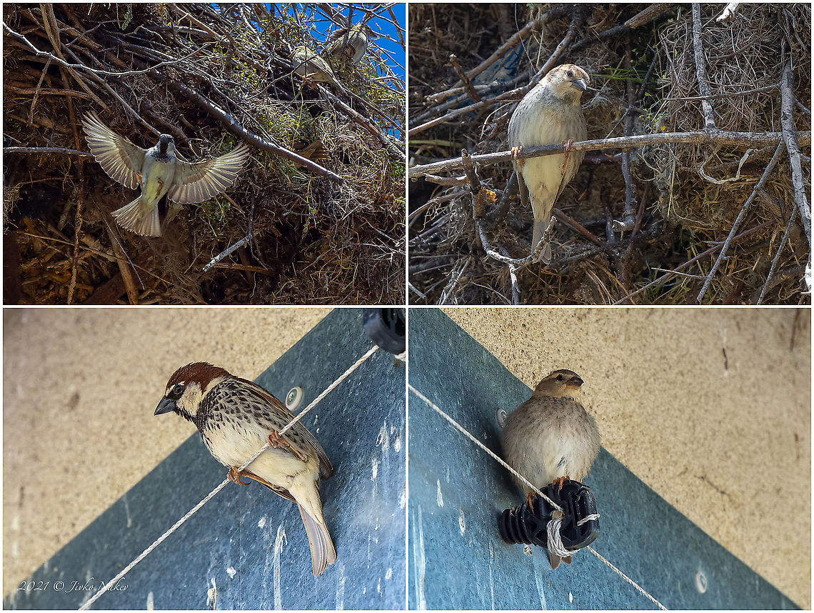 Spanish sparrow - Passer hispaniolensis <figure class="photo"><a href="https://www.jungledragon.com/image/114107/spanish_sparrow_male_-_passer_hispaniolensis.html" title="Spanish sparrow male - Passer hispaniolensis"><img src="https://s3.amazonaws.com/media.jungledragon.com/images/1332/114107_thumb.jpg?AWSAccessKeyId=05GMT0V3GWVNE7GGM1R2&Expires=1767225610&Signature=a7gnMmP9Nt9o6xPsE7azITXxzh0%3D" width="200" height="152" alt="Spanish sparrow male - Passer hispaniolensis https://www.jungledragon.com/image/114113/spanish_sparrow_male_-_passer_hispaniolensis.html<br />
https://www.jungledragon.com/image/114108/spanish_sparrow_-_passer_hispaniolensis.html Animal,Animalia,Animals in the wild,Aves,Bird,Bulgaria,Chordata,Europe,Geotagged,Migratory bird,Passer hispaniolensis,Passeridae,Passeriformes,Passerine,Sakar mountain,Small bird,Spanish sparrow,Spring,Wildlife,spanish sparrow" /></a></figure><br />
<figure class="photo"><a href="https://www.jungledragon.com/image/114113/spanish_sparrow_male_-_passer_hispaniolensis.html" title="Spanish sparrow male - Passer hispaniolensis"><img src="https://s3.amazonaws.com/media.jungledragon.com/images/1332/114113_thumb.jpg?AWSAccessKeyId=05GMT0V3GWVNE7GGM1R2&Expires=1767225610&Signature=1gNRxtCccEsJjkL7%2FiaGq9u8%2FKE%3D" width="200" height="150" alt="Spanish sparrow male - Passer hispaniolensis Spanish sparrows often nest under the nests of large birds - storks or eagles. They build a symbiotic relationship (commensalism) and feel safe there.<br />
https://www.jungledragon.com/image/114107/spanish_sparrow_male_-_passer_hispaniolensis.html<br />
https://www.jungledragon.com/image/114108/spanish_sparrow_-_passer_hispaniolensis.html Animal,Animalia,Animals in the wild,Aves,Bird,Bulgaria,Chordata,Commensialism,Europe,Geotagged,Migratory bird,Passer hispaniolensis,Passeridae,Passeriformes,Passerine,Sakar mountain,Small bird,Spanish sparrow,Spring,Wildlife" /></a></figure> Animal,Animalia,Animals in the wild,Aves,Bird,Bulgaria,Chordata,Europe,Geotagged,Migratory bird,Passer hispaniolensis,Passeridae,Passeriformes,Passerine,Sakar mountain,Small bird,Spanish sparrow,Spring,Wildlife