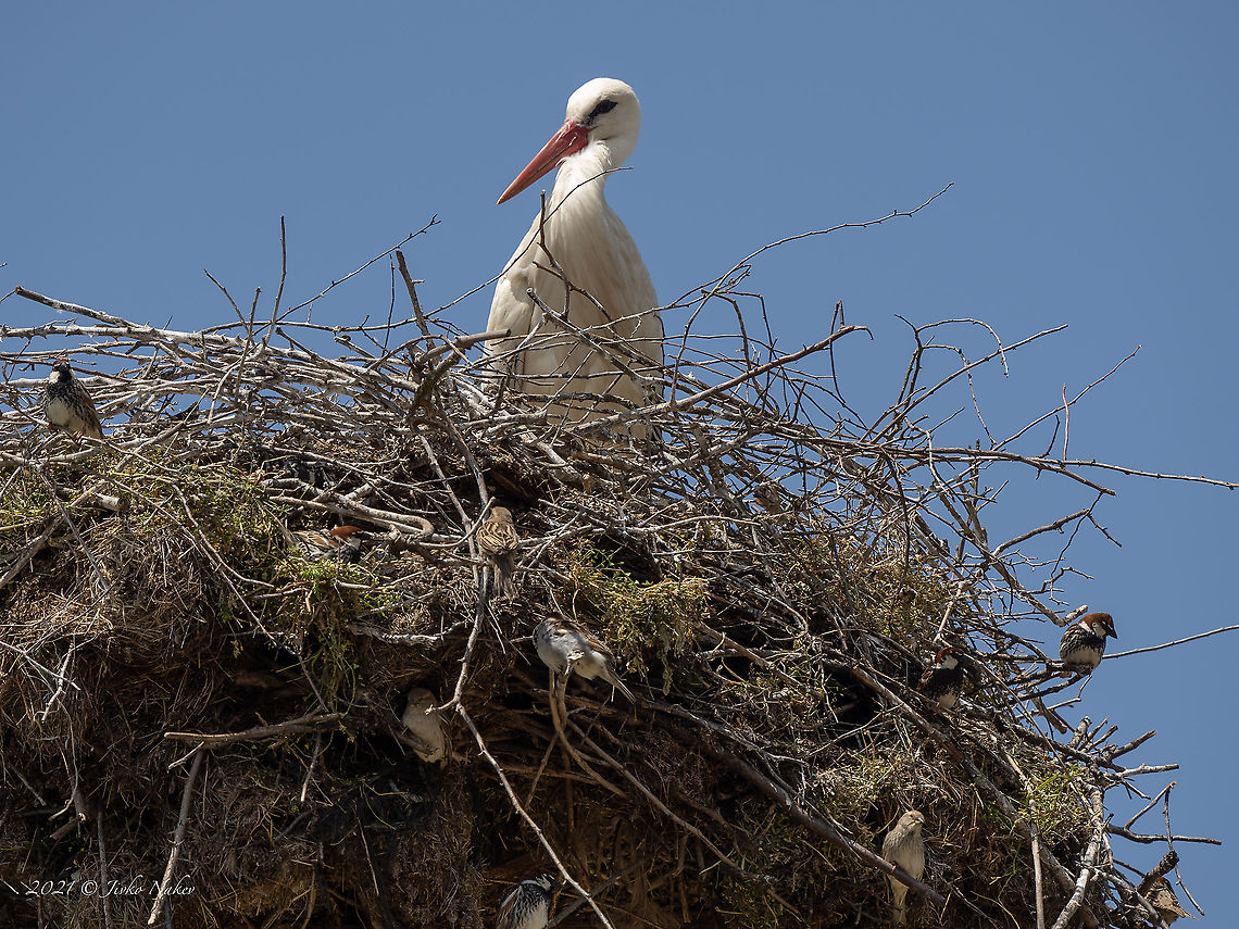 Spanish sparrow male - Passer hispaniolensis Spanish sparrows often nest under the nests of large birds - storks or eagles. They build a symbiotic relationship (commensalism) and feel safe there.<br />
<figure class="photo"><a href="https://www.jungledragon.com/image/114107/spanish_sparrow_male_-_passer_hispaniolensis.html" title="Spanish sparrow male - Passer hispaniolensis"><img src="https://s3.amazonaws.com/media.jungledragon.com/images/1332/114107_thumb.jpg?AWSAccessKeyId=05GMT0V3GWVNE7GGM1R2&Expires=1767225610&Signature=a7gnMmP9Nt9o6xPsE7azITXxzh0%3D" width="200" height="152" alt="Spanish sparrow male - Passer hispaniolensis https://www.jungledragon.com/image/114113/spanish_sparrow_male_-_passer_hispaniolensis.html<br />
https://www.jungledragon.com/image/114108/spanish_sparrow_-_passer_hispaniolensis.html Animal,Animalia,Animals in the wild,Aves,Bird,Bulgaria,Chordata,Europe,Geotagged,Migratory bird,Passer hispaniolensis,Passeridae,Passeriformes,Passerine,Sakar mountain,Small bird,Spanish sparrow,Spring,Wildlife,spanish sparrow" /></a></figure><br />
<figure class="photo"><a href="https://www.jungledragon.com/image/114108/spanish_sparrow_-_passer_hispaniolensis.html" title="Spanish sparrow - Passer hispaniolensis"><img src="https://s3.amazonaws.com/media.jungledragon.com/images/1332/114108_thumb.jpg?AWSAccessKeyId=05GMT0V3GWVNE7GGM1R2&Expires=1767225610&Signature=11YFBBFyrr7oSdYOMGX%2FVoHYNow%3D" width="200" height="152" alt="Spanish sparrow - Passer hispaniolensis https://www.jungledragon.com/image/114107/spanish_sparrow_male_-_passer_hispaniolensis.html<br />
https://www.jungledragon.com/image/114113/spanish_sparrow_male_-_passer_hispaniolensis.html Animal,Animalia,Animals in the wild,Aves,Bird,Bulgaria,Chordata,Europe,Geotagged,Migratory bird,Passer hispaniolensis,Passeridae,Passeriformes,Passerine,Sakar mountain,Small bird,Spanish sparrow,Spring,Wildlife" /></a></figure> Animal,Animalia,Animals in the wild,Aves,Bird,Bulgaria,Chordata,Commensialism,Europe,Geotagged,Migratory bird,Passer hispaniolensis,Passeridae,Passeriformes,Passerine,Sakar mountain,Small bird,Spanish sparrow,Spring,Wildlife
