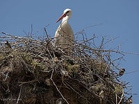 Spanish sparrow male - Passer hispaniolensis Spanish sparrows often nest under the nests of large birds - storks or eagles. They build a symbiotic relationship (commensalism) and feel safe there.<br />
https://www.jungledragon.com/image/114107/spanish_sparrow_male_-_passer_hispaniolensis.html<br />
https://www.jungledragon.com/image/114108/spanish_sparrow_-_passer_hispaniolensis.html Animal,Animalia,Animals in the wild,Aves,Bird,Bulgaria,Chordata,Commensialism,Europe,Geotagged,Migratory bird,Passer hispaniolensis,Passeridae,Passeriformes,Passerine,Sakar mountain,Small bird,Spanish sparrow,Spring,Wildlife