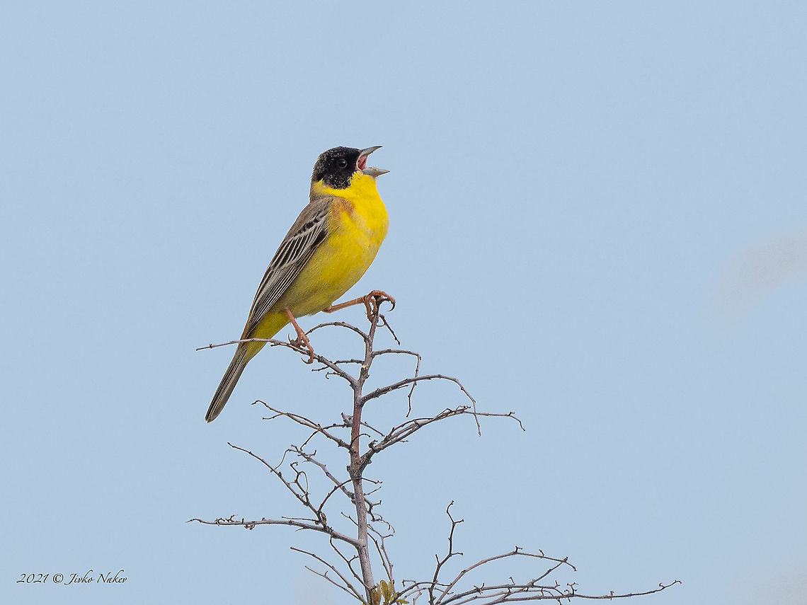 Black-headed bunting - Emberiza melanocephala  Animal,Animalia,Aves,Bird,Black-headed bunting,Bulgaria,Bunting,Chordata,Emberiza melanocephala,Emberizidae,Europe,Geotagged,Migratory bird,Passeriformes,Passerine,Sakar mountain,Spring,Wildlife
