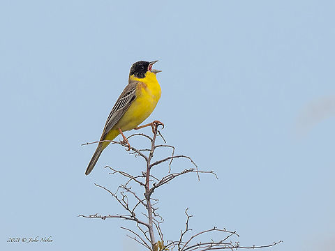 Black-headed bunting - Emberiza melanocephala  Animal,Animalia,Aves,Bird,Black-headed bunting,Bulgaria,Bunting,Chordata,Emberiza melanocephala,Emberizidae,Europe,Geotagged,Migratory bird,Passeriformes,Passerine,Sakar mountain,Spring,Wildlife