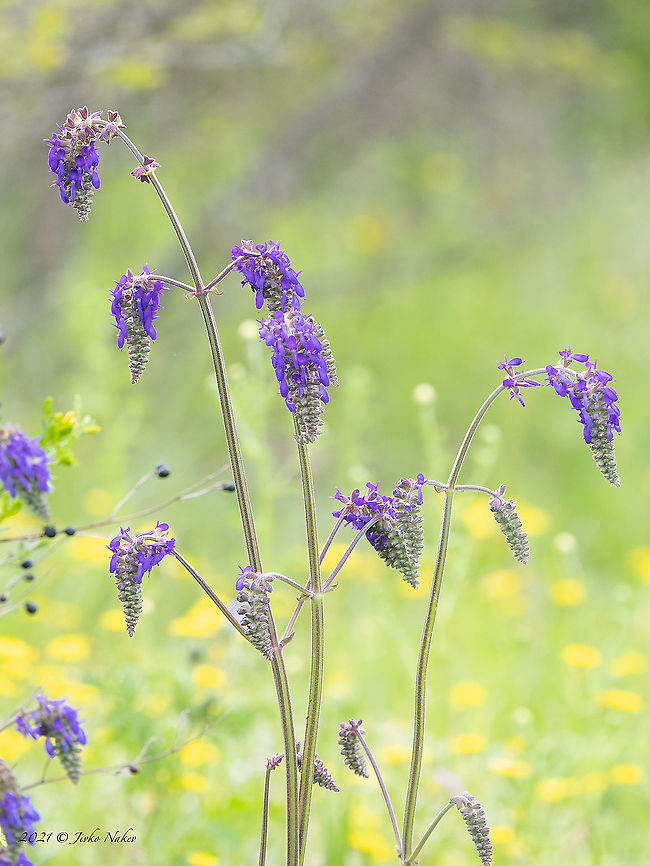 Nodding sage - Salvia nutans <figure class="photo"><a href="https://www.jungledragon.com/image/114129/nodding_sage_-_salvia_nutans.html" title="Nodding sage - Salvia nutans"><img src="https://s3.amazonaws.com/media.jungledragon.com/images/1332/114129_thumb.jpg?AWSAccessKeyId=05GMT0V3GWVNE7GGM1R2&Expires=1759968010&Signature=iO7onDoR7VVBxF%2Bx4vtiM9wNucE%3D" width="200" height="150" alt="Nodding sage - Salvia nutans https://www.jungledragon.com/image/114128/nodding_sage_-_salvia_nutans.html Bulgaria,Eudicot,Europe,Flowering Plant,Geotagged,Lamiaceae,Lamiales,Magnoliophyta,Plantae,Sakar mountain,Salvia nutans,Spring,Wildlife" /></a></figure> Bulgaria,Eudicot,Europe,Flowering Plant,Geotagged,Lamiaceae,Lamiales,Magnoliophyta,Plantae,Sakar mountain,Salvia nutans,Spring,Wildlife