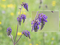 Nodding sage - Salvia nutans https://www.jungledragon.com/image/114128/nodding_sage_-_salvia_nutans.html Bulgaria,Eudicot,Europe,Flowering Plant,Geotagged,Lamiaceae,Lamiales,Magnoliophyta,Plantae,Sakar mountain,Salvia nutans,Spring,Wildlife