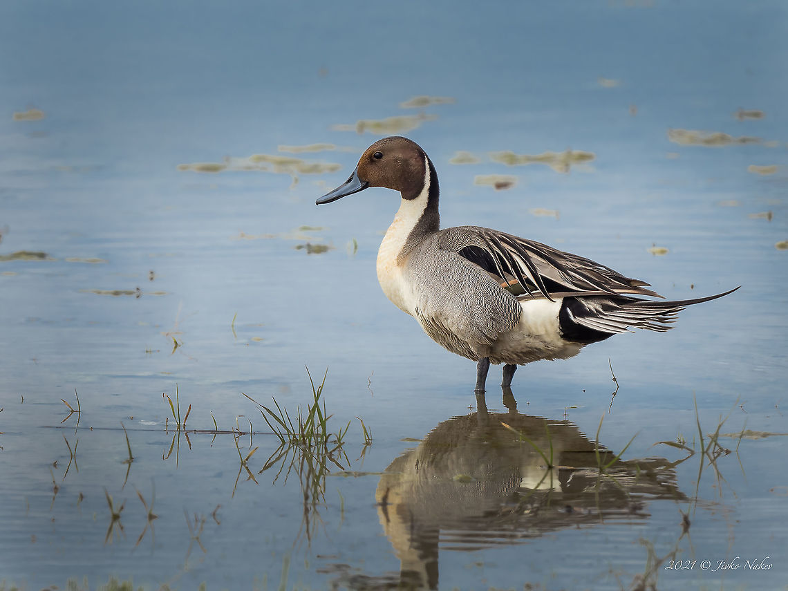 Northern pintail - Anas acuta  Anas acuta,Anatidae,Animal,Animalia,Anseriformes,Aves,Bird,Bulgaria,Chordata,Europe,Geotagged,Kaloyanovo,Northern Pintail,Northern pintail,Plovdiv,Spring,Waterfowl,Wildlife