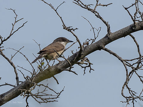 Eastern Orphean warbler - Sylvia crassirostris  Animal,Animalia,Aves,Bird,Bulgaria,Chordata,Curruca crassirostris,Eastern Orphean warbler,Europe,Geotagged,Passeriformes,Passerine,Sakar mountain,Spring,Sylvia crassirostris,Sylviidae,Wildlife,songbird