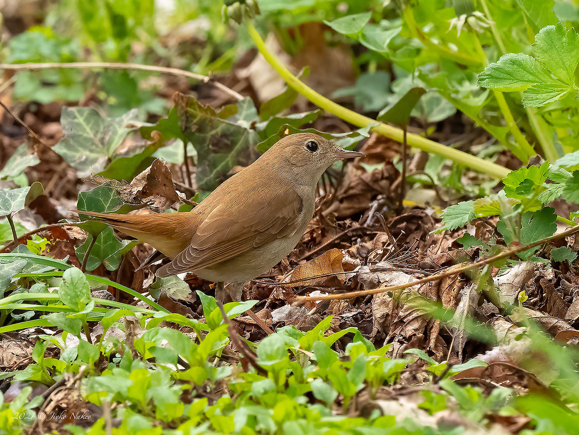 Common nightingale - Luscinia megarhynchos  Animal,Animalia,Aves,Bird,Bulgaria,Chordata,Common nightingale,Geotagged,Luscinia megarhynchos,Muscicapidae,Passeriformes,Passerine,Spring,Wildlife