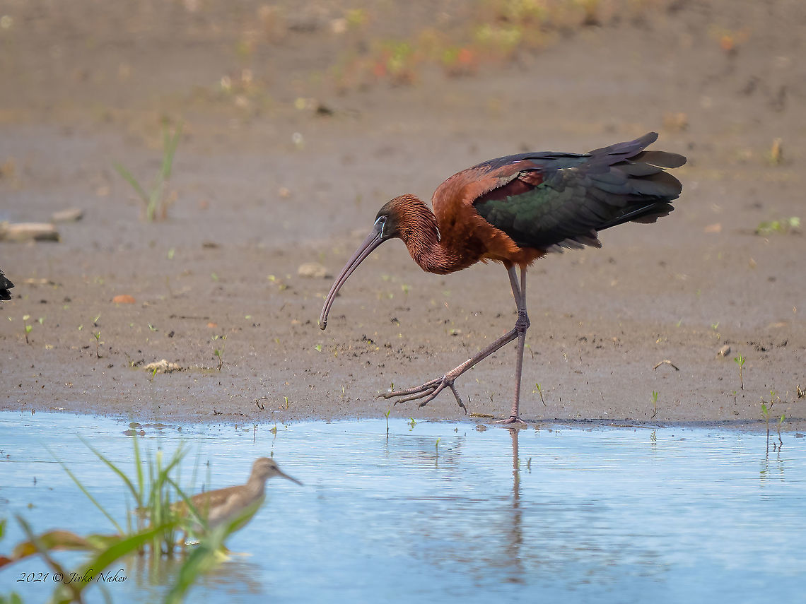 Glossy ibis - Plegadis falcinellus  Animal,Animalia,Aves,Bird,Bulgaria,Chordata,Europe,Geotagged,Glossy Ibis,Glossy ibis,Pelecaniformes,Plegadis falcinellus,Sofia,Spring,Threskiornithidae,Wildlife