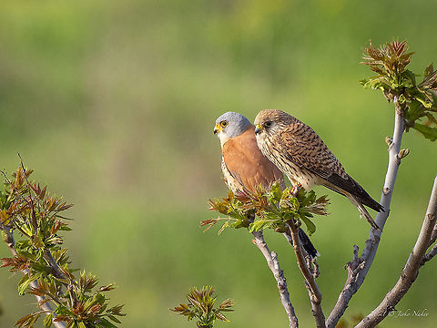 Lesser kestrel - Falco naumanni https://www.jungledragon.com/image/114275/lesser_kestrel_-_falco_naumanni.html Animal,Animalia,Aves,Bird,Bulgaria,Chordata,Europe,Falco naumanni,Falcon,Falconidae,Falconiformes,Geotagged,Lesser Kestrel,Lesser kestrel,Sakar mountain,Spring,Wildlife