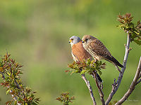 Lesser kestrel - Falco naumanni https://www.jungledragon.com/image/114275/lesser_kestrel_-_falco_naumanni.html Animal,Animalia,Aves,Bird,Bulgaria,Chordata,Europe,Falco naumanni,Falcon,Falconidae,Falconiformes,Geotagged,Lesser Kestrel,Lesser kestrel,Sakar mountain,Spring,Wildlife