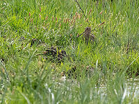 Great snipe - Gallinago media Great snipe hiding in high grass at a small water reservoir. Very alert bird, photo taken from a great distance.<br />
https://www.jungledragon.com/image/114241/great_snipe_-_gallinago_media.html Animal,Animalia,Aves,Bird,Bulgaria,Charadriiformes,Chordata,Europe,Gallinago media,Geotagged,Great snipe,Kaloyanovo reservoir,Plovdiv,Scolopacidae,Shorebird,Spring,Wader,Wildlife