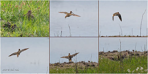 Great snipe - Gallinago media I did not even know I managed to catch this bird in flight. When I tried to approach her, she hid in the grass and then suddenly flew away. I instinctively aimed the camera and started shooting, but I was sure it was without success! The wings pattern is well visible in these photos.
https://www.jungledragon.com/image/114240/great_snipe_-_gallinago_media.html Animal,Animalia,Aves,Bird,Bulgaria,Charadriiformes,Chordata,Europe,Gallinago media,Geotagged,Great snipe,Kaloyanovo reservoir,Plovdiv,Scolopacidae,Shorebird,Spring,Wader,Wildlife