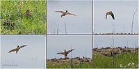 Great snipe - Gallinago media I did not even know I managed to catch this bird in flight. When I tried to approach her, she hid in the grass and then suddenly flew away. I instinctively aimed the camera and started shooting, but I was sure it was without success! The wings pattern is well visible in these photos.<br />
https://www.jungledragon.com/image/114240/great_snipe_-_gallinago_media.html Animal,Animalia,Aves,Bird,Bulgaria,Charadriiformes,Chordata,Europe,Gallinago media,Geotagged,Great snipe,Kaloyanovo reservoir,Plovdiv,Scolopacidae,Shorebird,Spring,Wader,Wildlife