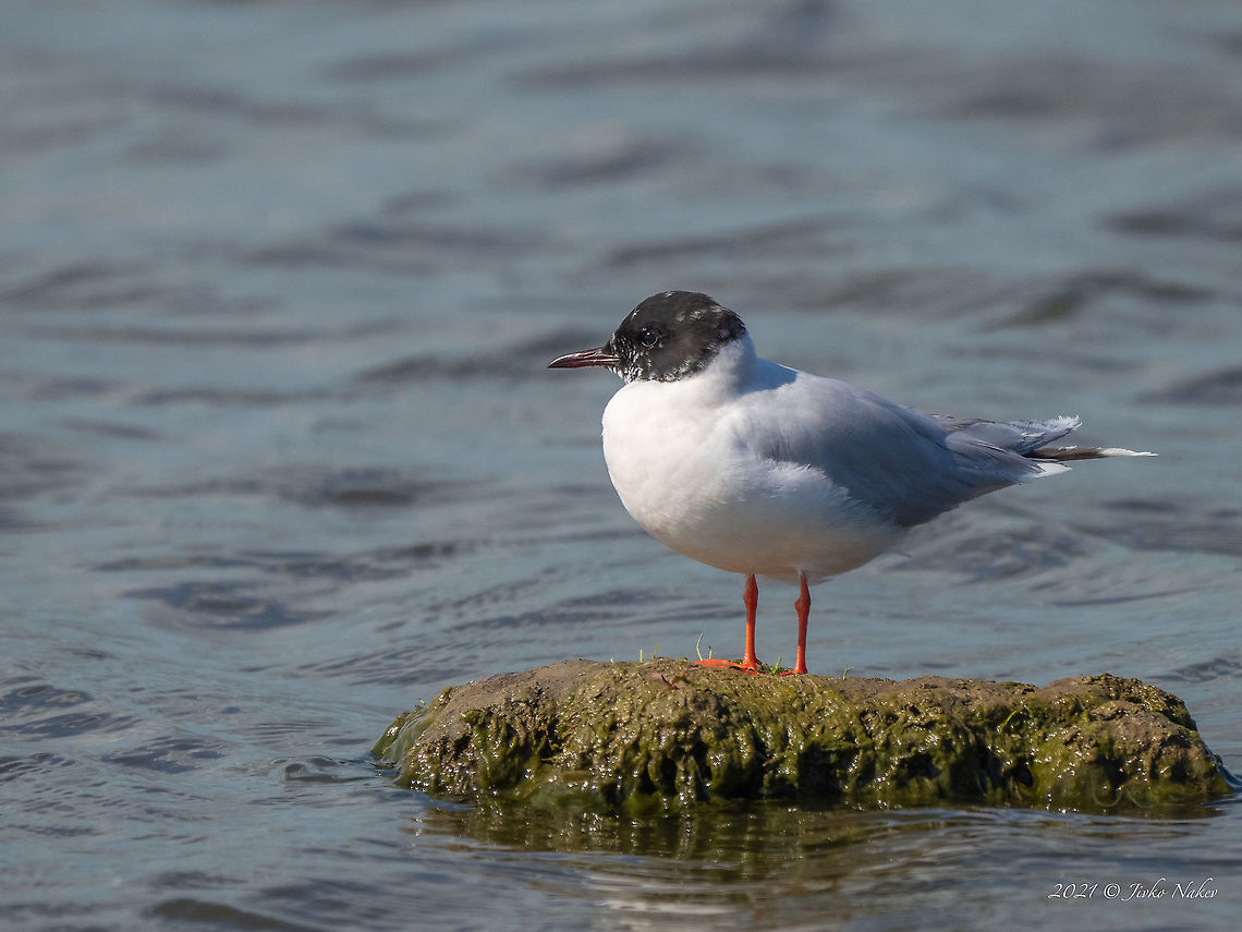 Little gull - Hydrocoloeus minutus Adult, from winter to summer plumage<br />
<figure class="photo"><a href="https://www.jungledragon.com/image/114245/little_gull_-_hydrocoloeus_minutus.html" title="Little gull - Hydrocoloeus minutus"><img src="https://s3.amazonaws.com/media.jungledragon.com/images/1332/114245_thumb.jpg?AWSAccessKeyId=05GMT0V3GWVNE7GGM1R2&Expires=1759968010&Signature=HfoOobcOit6rT9yScfE%2BKH5TRSw%3D" width="200" height="150" alt="Little gull - Hydrocoloeus minutus Juvenile, 1st year<br />
https://www.jungledragon.com/image/114244/little_gull_-_hydrocoloeus_minutus.html Animal,Animalia,Aves,Bird,Bulgaria,Charadriiformes,Chordata,Geotagged,Hydrocoloeus minutus,Laridae,Larus minutus,Little Gull,Little gull,Mramor,Spring,Wildlife" /></a></figure> Animal,Animalia,Aves,Bird,Bulgaria,Charadriiformes,Chordata,Geotagged,Hydrocoloeus minutus,Laridae,Larus minutus,Little Gull,Little gull,Mramor,Spring,Wildlife