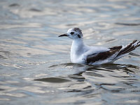 Little gull - Hydrocoloeus minutus Juvenile, 1st year<br />
https://www.jungledragon.com/image/114244/little_gull_-_hydrocoloeus_minutus.html Animal,Animalia,Aves,Bird,Bulgaria,Charadriiformes,Chordata,Geotagged,Hydrocoloeus minutus,Laridae,Larus minutus,Little Gull,Little gull,Mramor,Spring,Wildlife