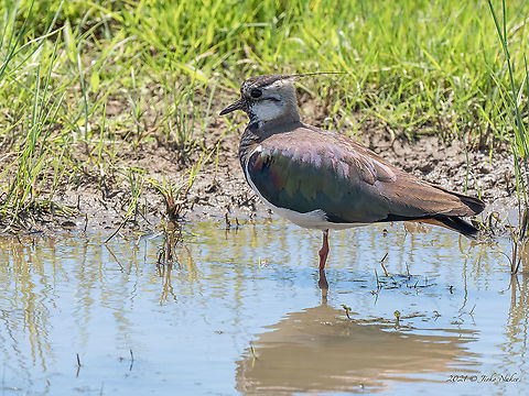 Northern lapwing - Vanellus vanellus  Animal,Animalia,Aves,Bird,Bulgaria,Charadriidae,Charadriiformes,Chordata,Europe,Geotagged,Kaloyanovo reservoir,Northern lapwing,Plovdiv,Spring,Vanellus vanellus,Wildlife