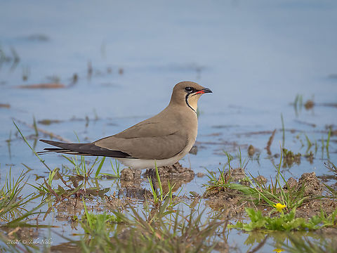 Collarеd Pratincole - Glareola pratincola https://www.jungledragon.com/image/125815/collared_pratincole_chick_-_glareola_pratincola.html Animal,Animalia,Aves,Bird,Bulgaria,Charadriiformes,Chordata,Collared pratincole,Europe,Geotagged,Glareola pratincola,Glareolidae,Kaloyanovo reservoir,Plovdiv,Spring,Wildlife,collared pratincole