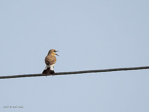 Isabelline wheatear - Oenanthe isabellina  Animal,Animalia,Aves,Bird,Bulgaria,Chordata,Europe,Geotagged,Isabelline wheatear,Muscicapidae,Oenanthe isabellina,Passeriformes,Passerine,Sakar mountain,Spring,Wildlife