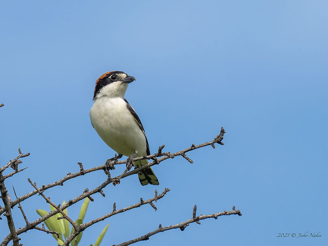 Woodchat shrike - Lanius senator  Animal,Animalia,Aves,Bird,Bulgaria,Chordata,Europe,Laniidae,Lanius senator,Outdoors,Passeriformes,Passerine,Perched,Sakar mountain,Spring,Wildlife,Woodchat shrike,animals in wild,carnivorous