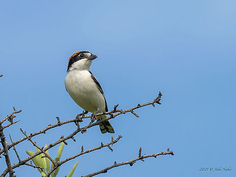 Woodchat shrike - Lanius senator  Animal,Animalia,Aves,Bird,Bulgaria,Chordata,Europe,Laniidae,Lanius senator,Outdoors,Passeriformes,Passerine,Perched,Sakar mountain,Spring,Wildlife,Woodchat shrike,animals in wild,carnivorous