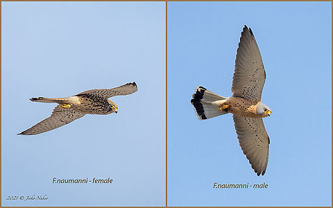 Lesser kestrel - Falco naumanni https://www.jungledragon.com/image/114239/lesser_kestrel_-_falco_naumanni.html Animal,Animalia,Aves,Bird,Bulgaria,Chordata,Europe,Falco naumanni,Falcon,Falconidae,Falconiformes,Geotagged,Lesser kestrel,Outdoors,Sakar mountain,Spring,Wild birds,Wildlife