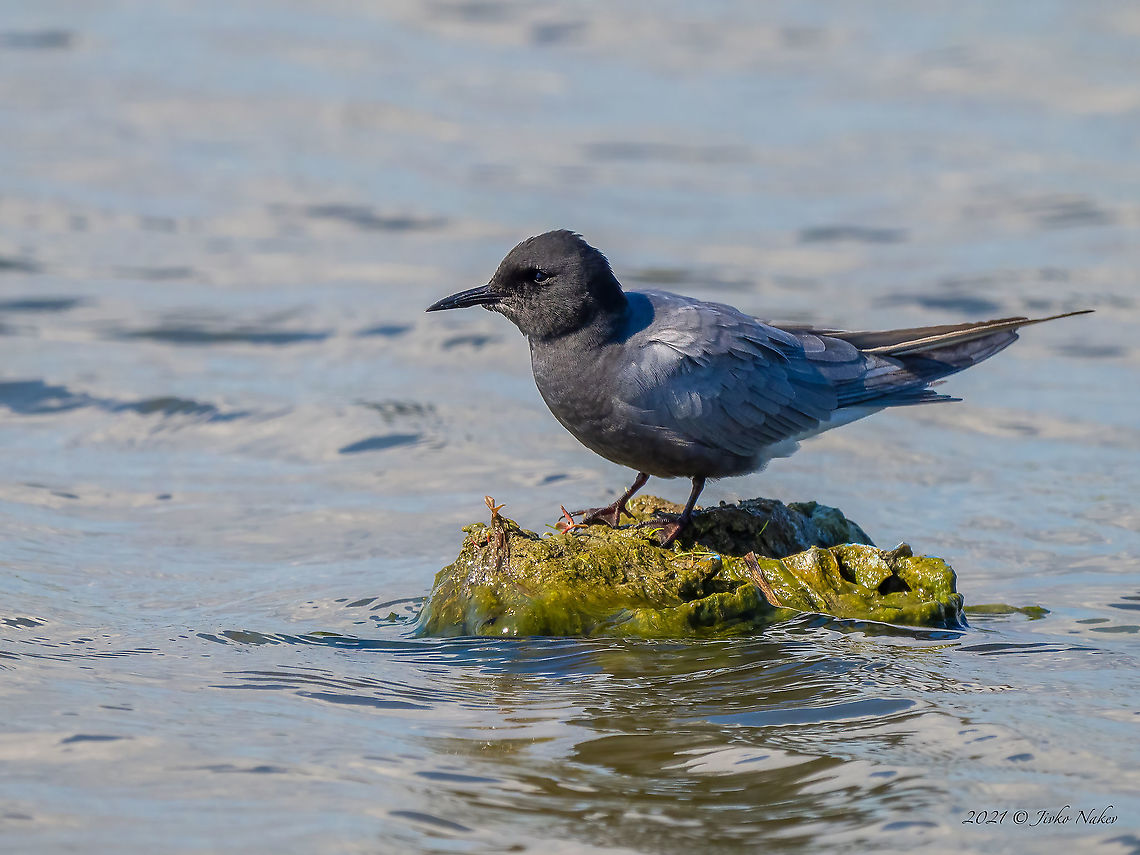 Black tern - Chlidonias niger  Animal,Animalia,Aves,Bird,Black tern,Bulgaria,Charadriiformes,Chlidonias niger,Chordata,Geotagged,Laridae,Mramor,Spring,Wildlife