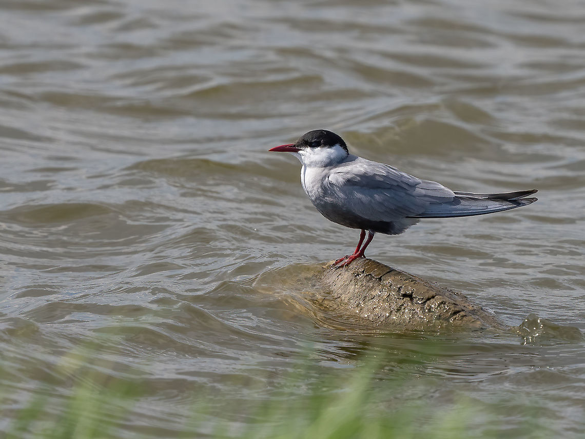 Whiskered tern - Chlidonias hybrida  Animal,Animalia,Aves,Bird,Bulgaria,Charadriiformes,Chlidonias hybrida,Chordata,Europe,Geotagged,Laridae,Mramor,Sofia,Spring,Whiskered tern,Wildlife