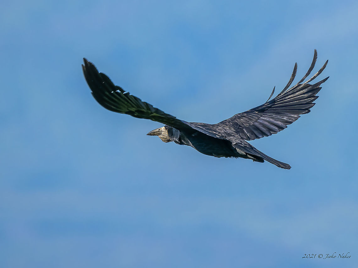 Rook - Corvus frugilegus  Animal,Animalia,Aves,Bird,Bulgaria,Chordata,Corvidae,Corvus frugilegus,Geotagged,Mramor,Passeriformes,Passerine,Rook,Spring,Wildlife