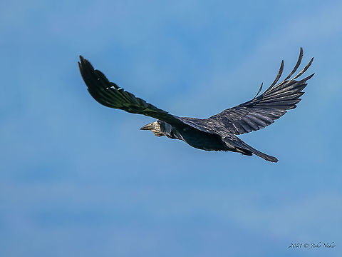 Rook - Corvus frugilegus  Animal,Animalia,Aves,Bird,Bulgaria,Chordata,Corvidae,Corvus frugilegus,Geotagged,Mramor,Passeriformes,Passerine,Rook,Spring,Wildlife
