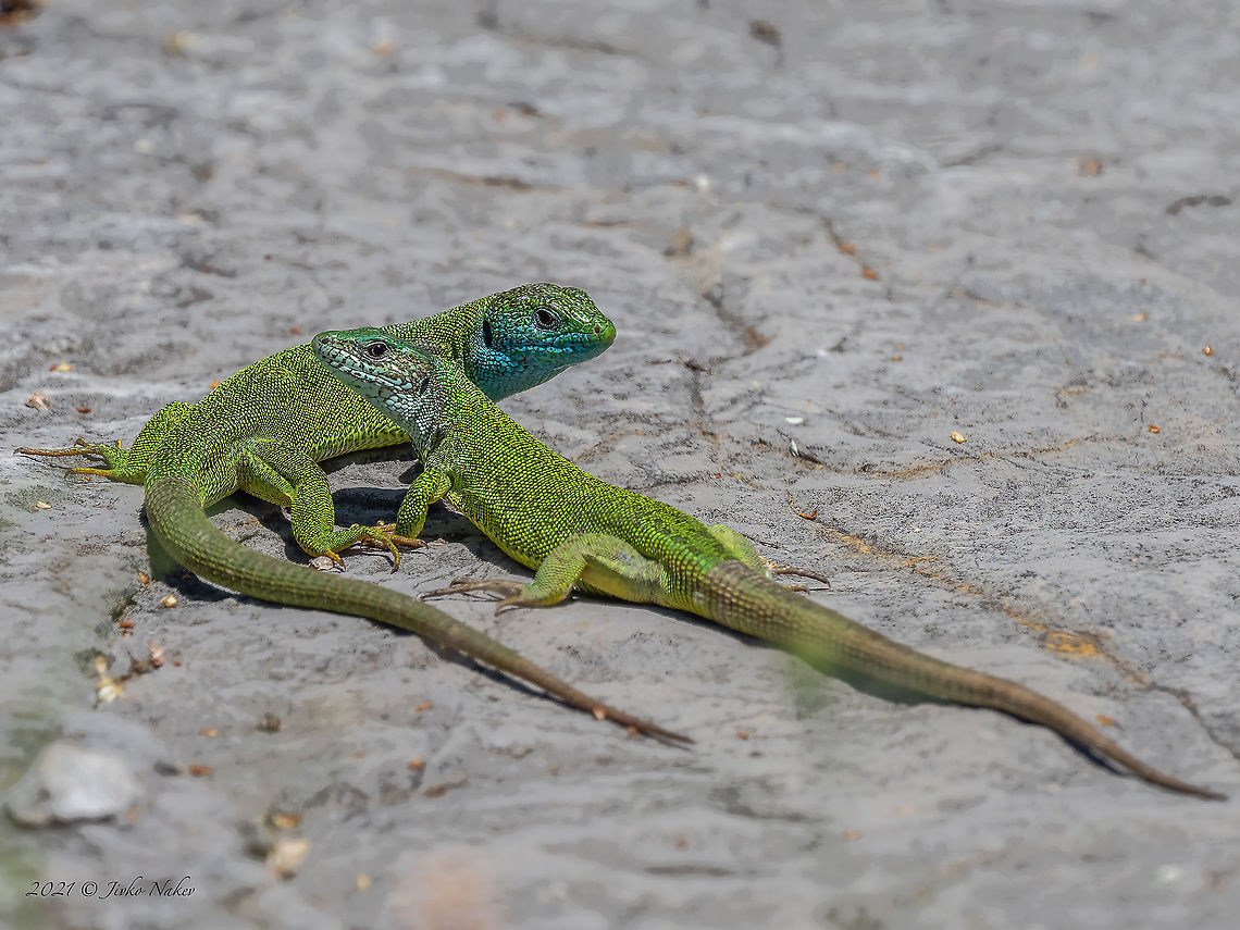 European green lizard - Lacerta viridis  Animal,Animalia,Bezden lake,Bulgaria,Chordata,Europe,European green lizard,Geotagged,Lacerta viridis,Lacertidae,Reptilia,Spring,Squamata,Wildlife