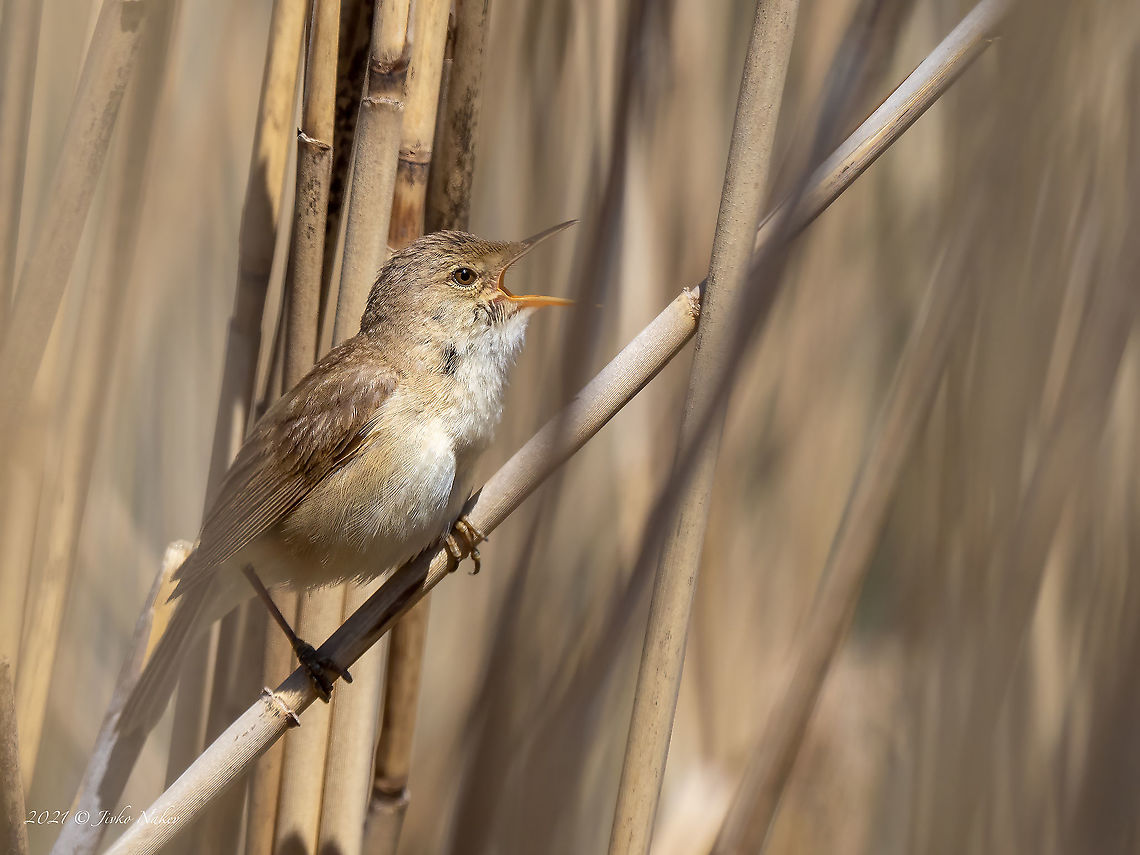 Eurasian Reed Warbler - Acrocephalus scirpaceus  Acrocephalidae,Acrocephalus scirpaceus,Animal,Animalia,Aves,Bezden lake,Bird,Bulgaria,Chordata,Eurasian Reed Warbler,Europe,Geotagged,Passeriformes,Passerine,Spring,Wildlife