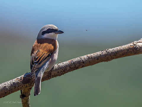 Red-backed shrike - Lanius collurio Sorry, I am not able to identify the fly! -:) Animal,Animalia,Aves,Bird,Bulgaria,Chordata,Geotagged,Laniidae,Lanius collurio,Passeriformes,Passerine,Red-backed Shrike,Red-backed shrike,Spring,Wildlife