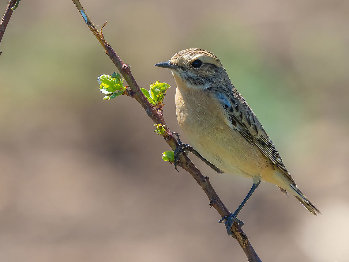 Saxicola ruberta - Whinchat  Animal,Animalia,Aves,Bird,Bulgaria,Chordata,Geotagged,Muscicapidae,Passeriformes,Passerine,Saxicola rubetra,Spring,Whinchat,Wildlife,songbird