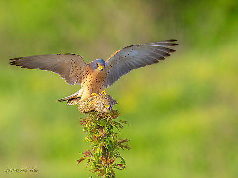 Lesser kestrel - Falco naumanni  Animal,Animalia,Aves,Bird,Bulgaria,Chordata,Europe,Falco naumanni,Falcon,Falconidae,Falconiformes,Geotagged,Lesser kestrel,Outdoors,Sakar mountain,Spring,Wild birds,Wildlife