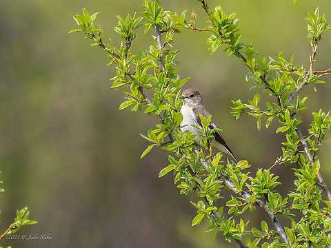 Collared flycatcher female - Ficedula albicollis Six years later I shot the female!
https://www.jungledragon.com/image/27804/collared_flycatcher.html Animal,Animalia,Aves,Bird,Bulgaria,Chordata,Collared Flycatcher,Collared flycatcher,Europe,Ficedula albicollis,Geotagged,Muscicapidae,Passeriformes,Passerine,Sofia,Spring,Wildlife