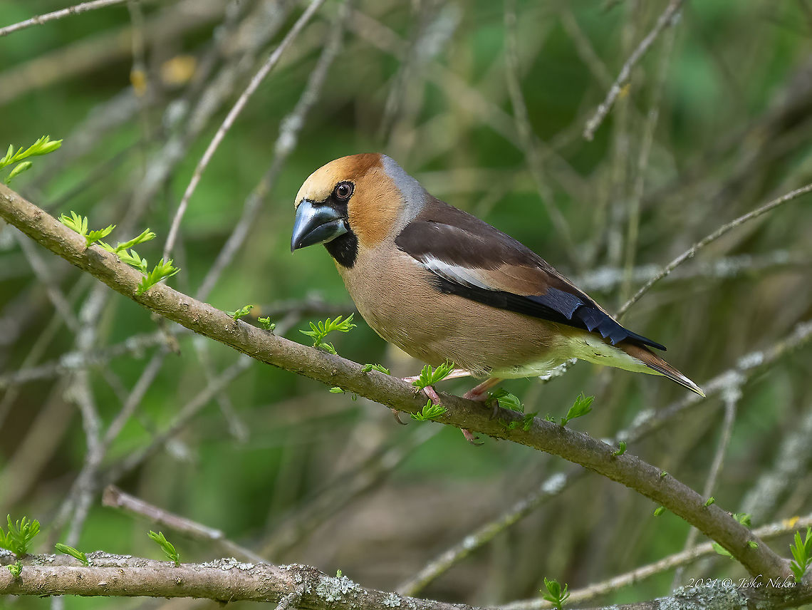 Hawfinch - Coccothraustes coccothraustes  Animal,Animalia,Aves,Bird,Bulgaria,Chordata,Coccothraustes coccothraustes,Finch,Fringillidae,Geotagged,Hawfinch,Passeriformes,Passerine,Spring,Vrana park,Wildlife