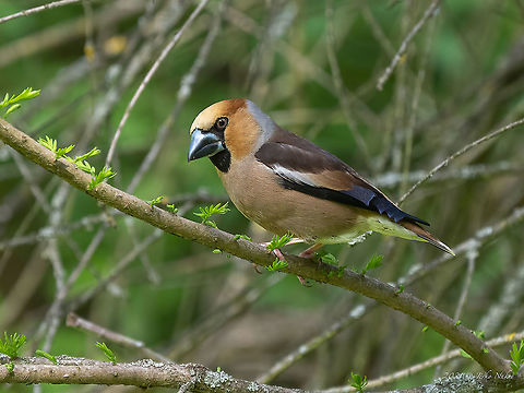 Hawfinch - Coccothraustes coccothraustes  Animal,Animalia,Aves,Bird,Bulgaria,Chordata,Coccothraustes coccothraustes,Finch,Fringillidae,Geotagged,Hawfinch,Passeriformes,Passerine,Spring,Vrana park,Wildlife