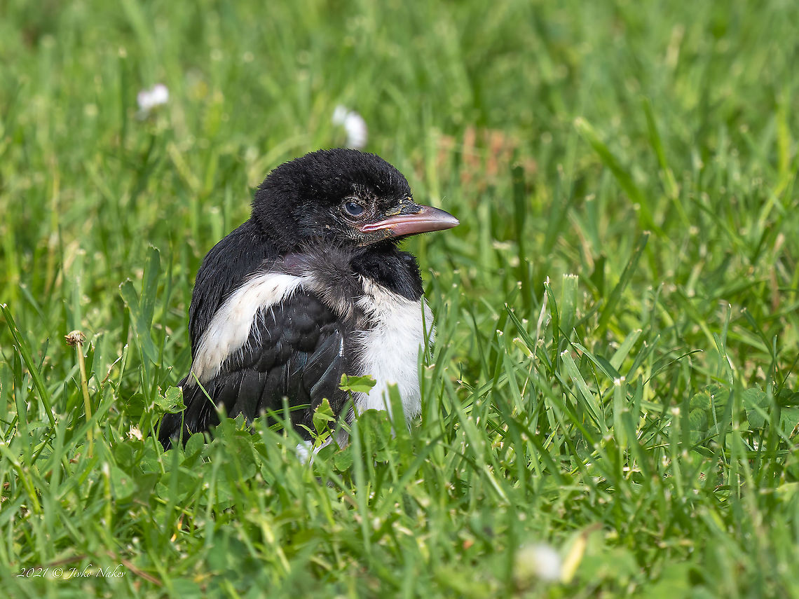Cute baby magpie - Pica pica  Animal,Animalia,Aves,Bird,Bulgaria,Chordata,Corvidae,Eurasian magpie,Europe,Geotagged,Passeriformes,Passerine,Pica pica,Sofia,Spring,Vrana park,Wildlife