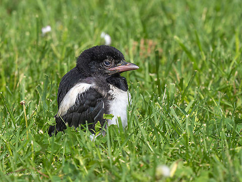 Cute baby magpie - Pica pica  Animal,Animalia,Aves,Bird,Bulgaria,Chordata,Corvidae,Eurasian magpie,Europe,Geotagged,Passeriformes,Passerine,Pica pica,Sofia,Spring,Vrana park,Wildlife