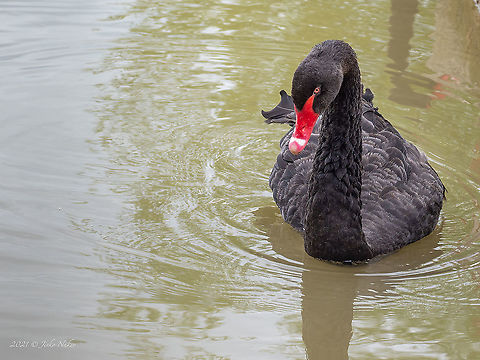 Black swan - Cygnus atratus  Anatidae,Animal,Animalia,Anseriformes,Aves,Bird,Black Swan,Black swan,Bulgaria,Chordata,Cygnus atratus,Geotagged,Spring,Wildlife